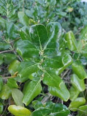 Coprosma repens