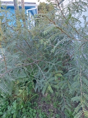 Sophora