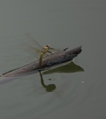 Brachythemis contaminata