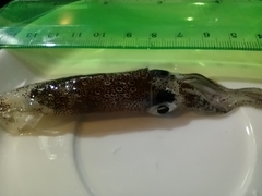 Doryteuthis gahi