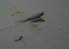 Brachythemis contaminata