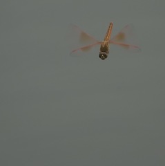 Brachythemis contaminata