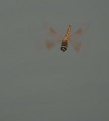 Brachythemis contaminata