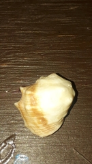 Acanthais triangularis