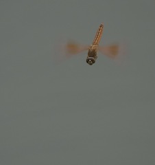 Brachythemis contaminata