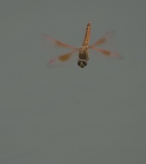Brachythemis contaminata