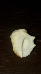 Acanthais triangularis