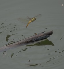 Brachythemis contaminata