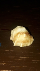 Acanthais triangularis