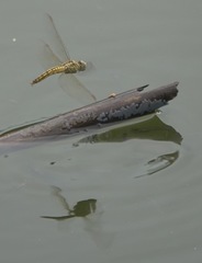 Brachythemis contaminata