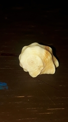 Acanthais triangularis