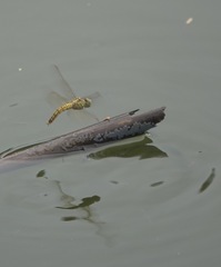 Brachythemis contaminata