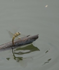 Brachythemis contaminata
