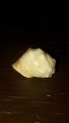 Acanthais triangularis