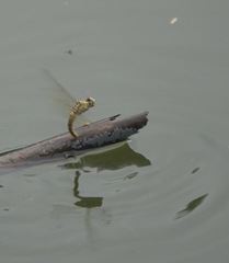 Brachythemis contaminata