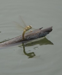 Brachythemis contaminata