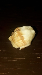 Acanthais triangularis
