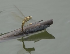 Brachythemis contaminata