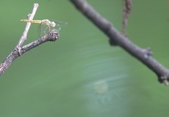 Brachythemis contaminata