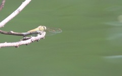 Brachythemis contaminata