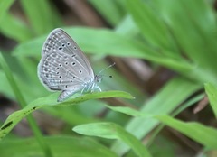 Zizeeria karsandra