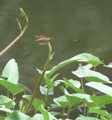 Brachythemis contaminata