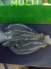 Doryteuthis gahi
