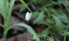 Leptosia nina