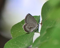 Celastrina asheri
