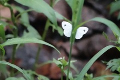Leptosia nina