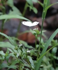 Leptosia nina