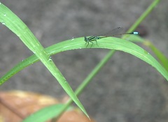 Ischnura senegalensis