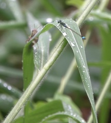 Ischnura senegalensis