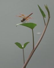 Brachythemis contaminata