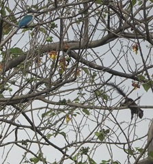 Callosciurus finlaysonii