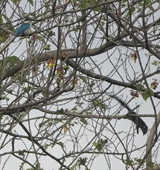 Callosciurus finlaysonii