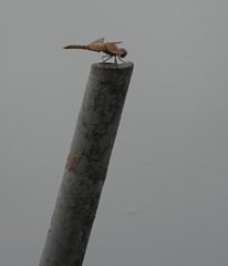 Brachythemis contaminata