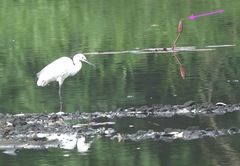 Brachythemis contaminata