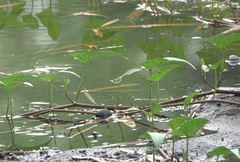 Brachythemis contaminata