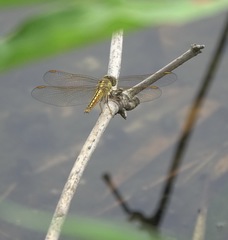 Brachythemis contaminata