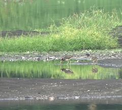 Rostratula benghalensis