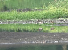 Rostratula benghalensis