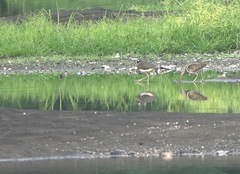 Rostratula benghalensis