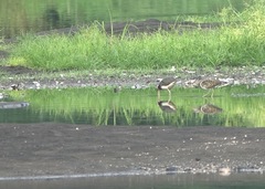 Rostratula benghalensis