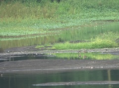 Rostratula benghalensis