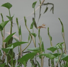 Brachythemis contaminata