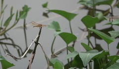 Brachythemis contaminata