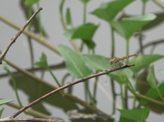 Brachythemis contaminata