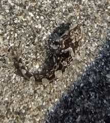 Clinocottus acuticeps