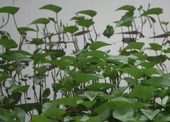 Ischnura senegalensis